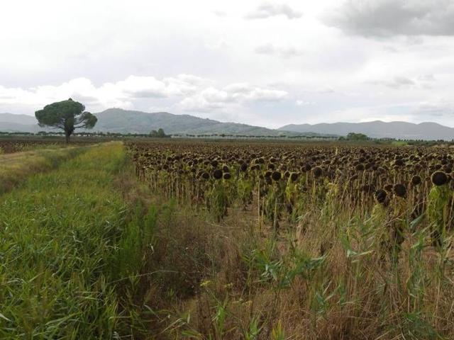 Terreno in vendita a Braccagni, Grosseto