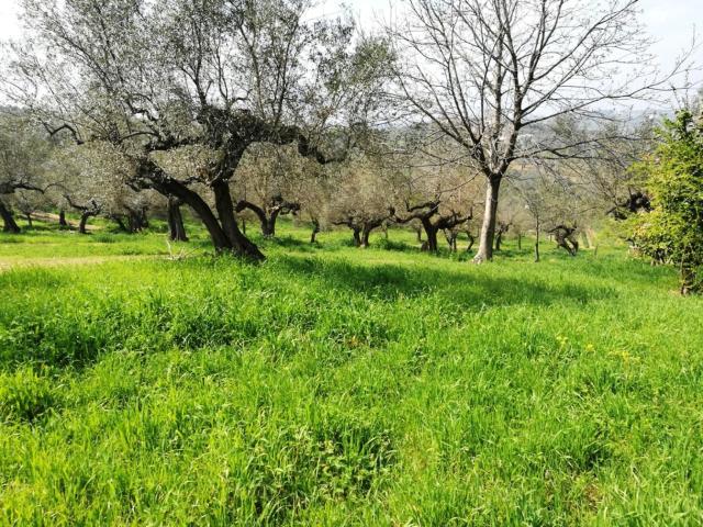 Terreno in vendita a Pianella, Abruzzo