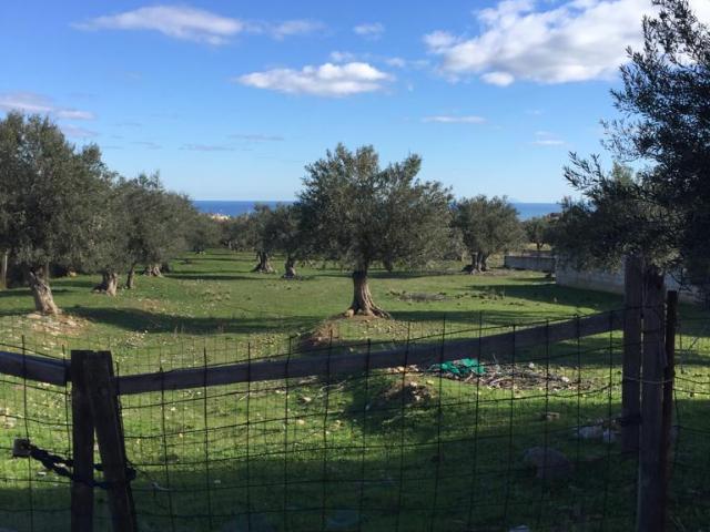 Terreno in vendita a Altavilla Milicia, Sicilia