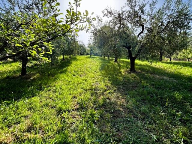 Terreno in vendita a San Luigi, Poggio Mirteto