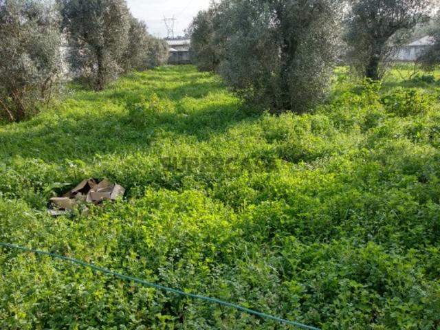 Terreno venda em Almas da Areosa, Águeda