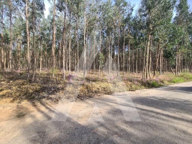 Terreno venda em Pinheiro da Bemposta, Travanca e Palmaz, Oliveira de Azeméis