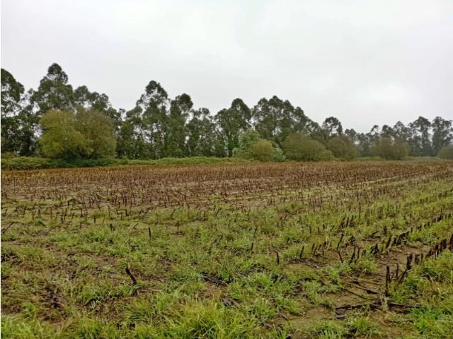 Terreno venda em Rindo, Trofa