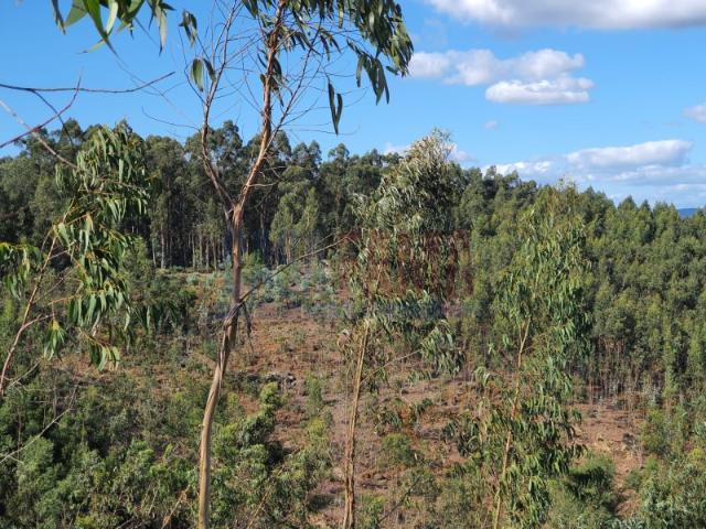 Terreno venda em Bougado (São Martinho e Santiago), Trofa