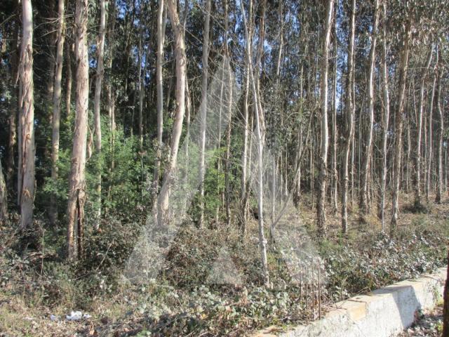 Terreno venda em Landiosa, Águeda