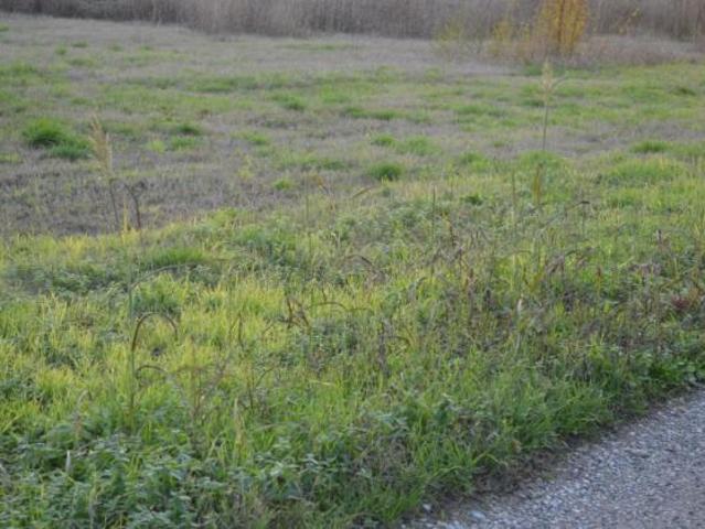 Terreno in vendita a Buttapietra, Veneto
