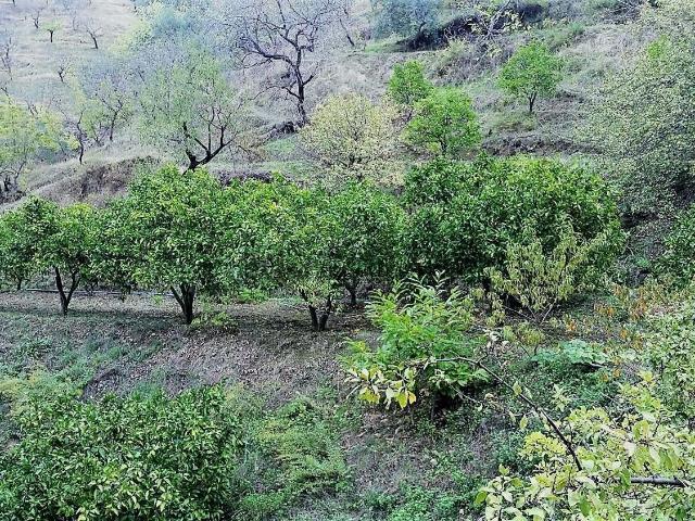 Terreno en venta en Istán, Málaga