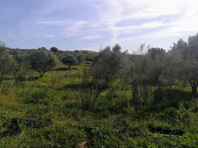 Terreno en venta en Jaraicejo, Extremadura