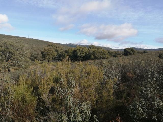 Terreno en venta en Jaraicejo, Extremadura