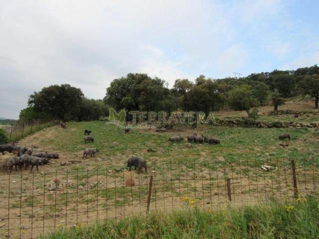 Terreno en venta en Jaraíz De La Vera, Extremadura
