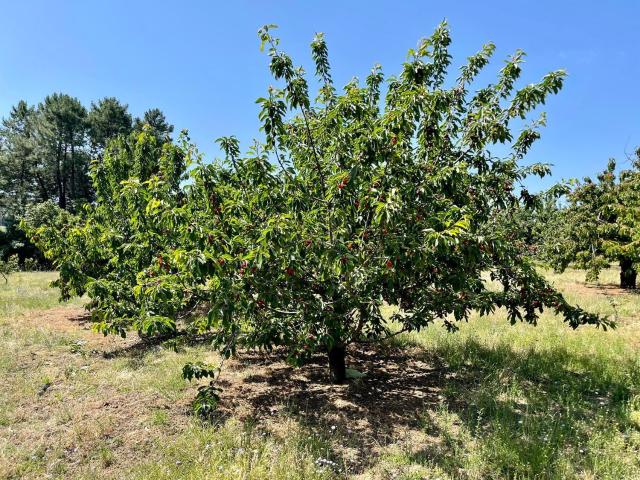 Terreno en venta en Jaraíz De La Vera, Extremadura