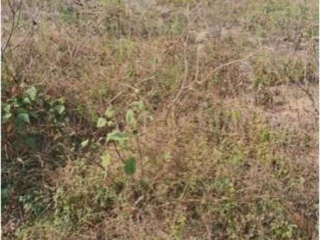 Terreno venda em Jardim Nova Independência II, Sarandi