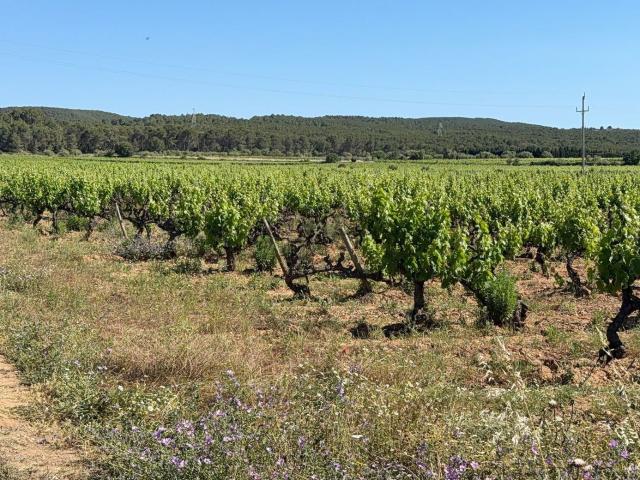 Terreno en venta en Baix Penedès, Catalunya