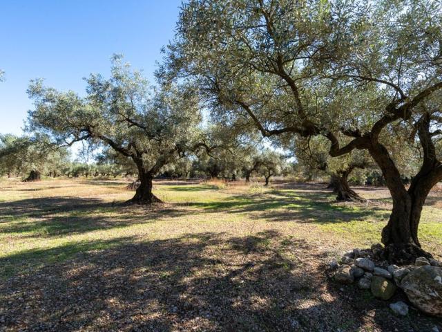 Terreno en venta en Montsià, Catalunya