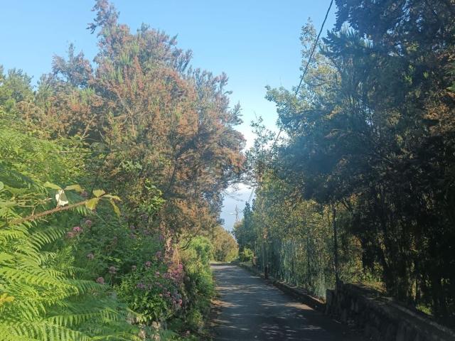 Terreno en venta en Barroso, La orotava