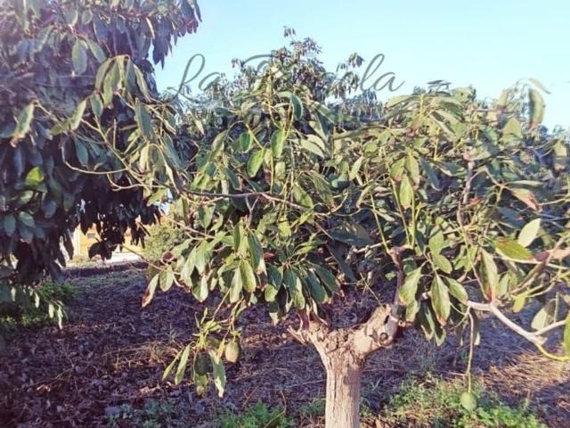 Terreno en venta en La orotava, Tenerife