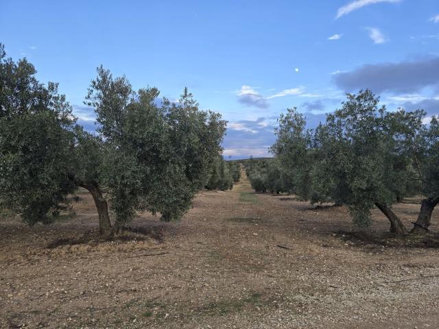 Terreno en venta en La Roda De Andalucía, Andalucía
