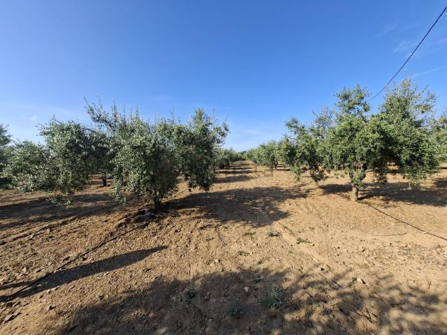 Terreno en venta en la Selva del Camp, Tarragona