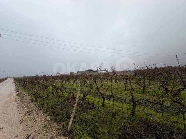 Terreno venda em Palmela
