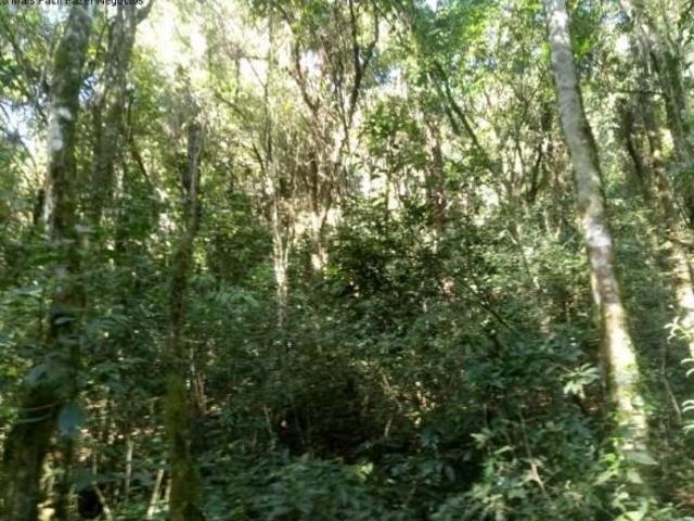 Terreno venda em Linha Nova