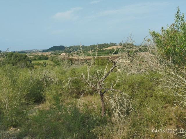 Terreno en venta en Pla de Mallorca, Baleares