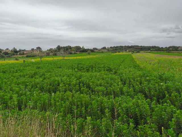 Terreno en venta en Pla de Mallorca, Baleares
