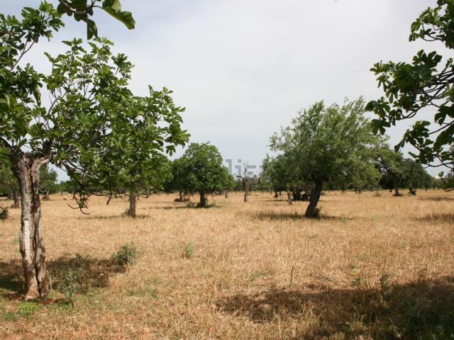 Terreno en venta en Raiguer, Baleares