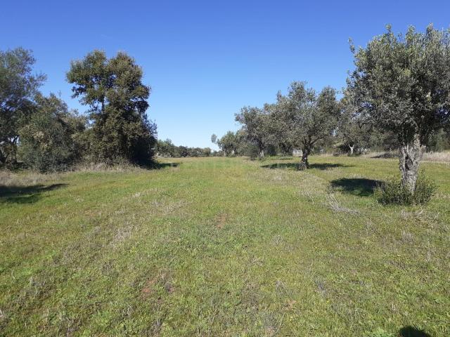 Terreno venda em Reguengos De Monsaraz, Évora