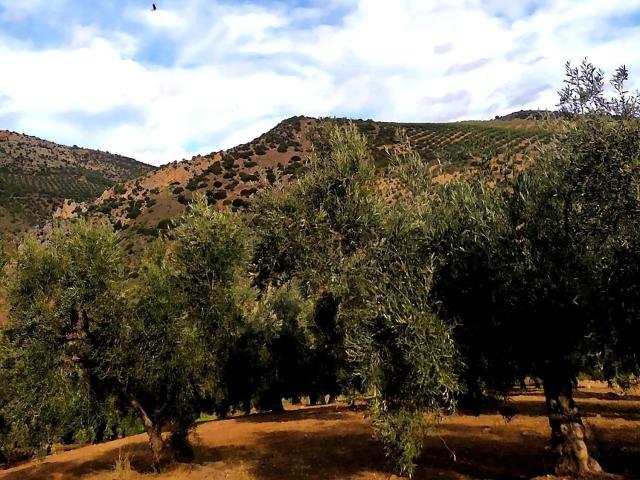 Terreno en venta en Comarca de Loja, Andalucía