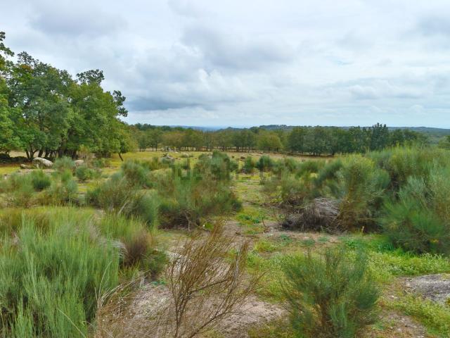 Terreno en venta en Jarandilla De La Vera, Extremadura