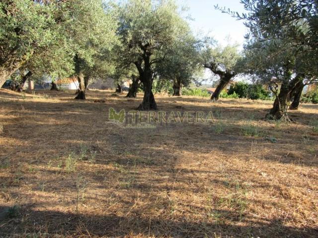 Terreno en venta en Losar De La Vera, Extremadura