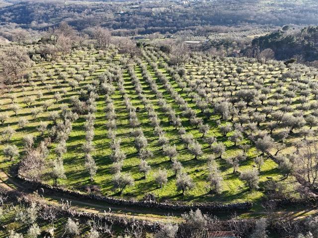 Terreno en venta en Losar De La Vera, Extremadura