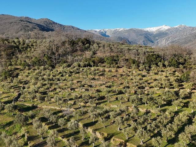 Terreno en venta en Losar De La Vera, Extremadura