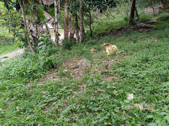 Terreno venda em Penha, Antonina