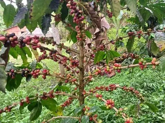Terreno venda em Região Geográfica Imediata de Paranaguá, Antonina