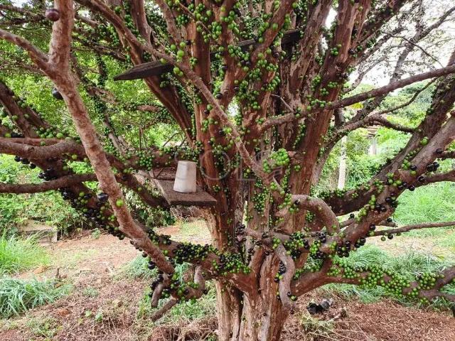 Terreno venda em Região Imediata de Araraquara, Araraquara