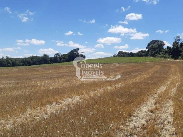 Terreno venda em Araucária, Região Geográfica Intermediária de Curitiba