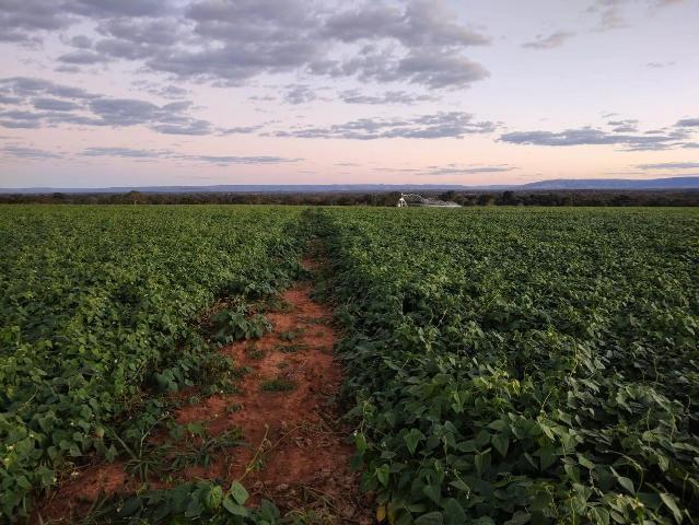 Terreno venda em Arinos