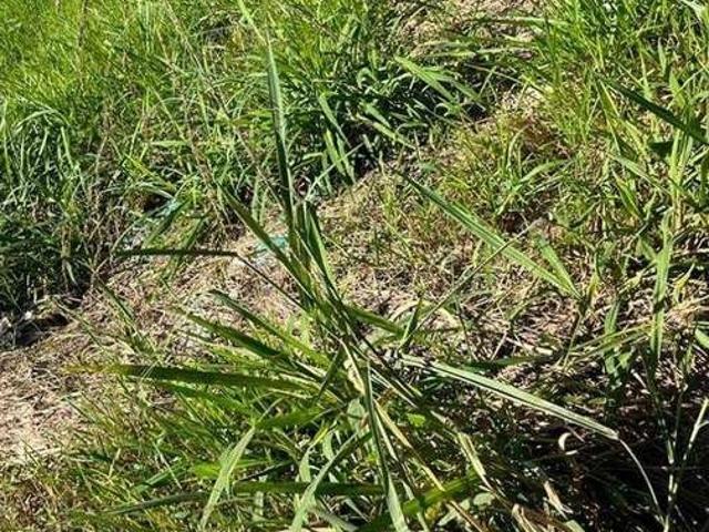 Terreno venda em Região Imediata de São José do Rio Preto, Região Metropolitana de São José do Rio Preto