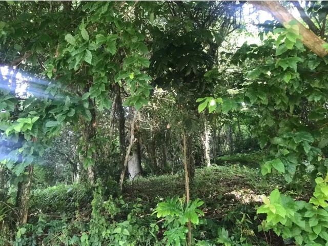 Terreno venda em Região Geográfica Imediata de Itajaí, Balneario Camboriú