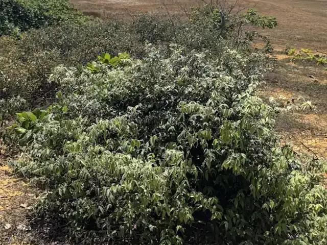 Terreno venda em Barreirinhas, Região Nordeste