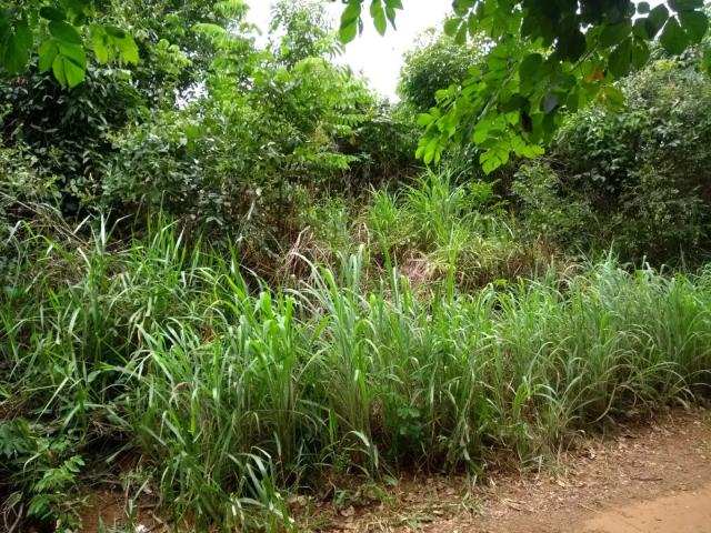 Terreno venda em Região Geográfica Imediata de Goiânia, Bela Vista de Goiás