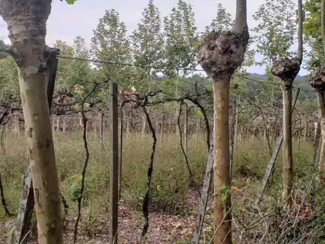 Terreno venda em Região Geográfica Imediata de Bento Gonçalves, Bento Gonçalves