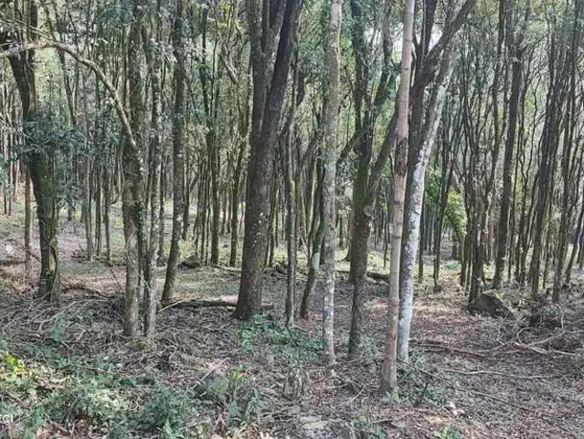 Terreno venda em Região Geográfica Imediata de Bento Gonçalves, Bento Gonçalves