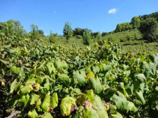 Terreno venda em Região Geográfica Imediata de Bento Gonçalves, Bento Gonçalves