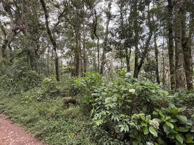 Terreno venda em Região Geográfica Imediata de Pouso Alegre, Camanducaia
