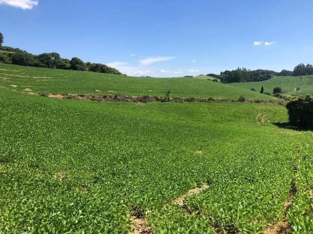 Terreno venda em Região Geográfica Imediata de São Bento do Sul-Rio Negrinho, Campo Alegre