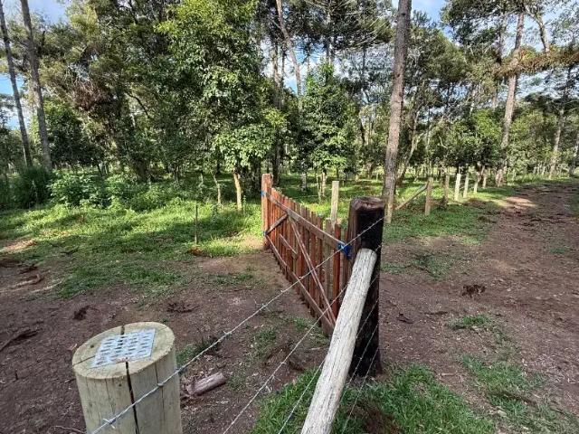 Terreno venda em Região Geográfica Imediata de São Bento do Sul-Rio Negrinho, Campo Alegre