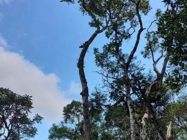 Terreno venda em Região Geográfica Imediata de São Bento do Sul-Rio Negrinho, Campo Alegre