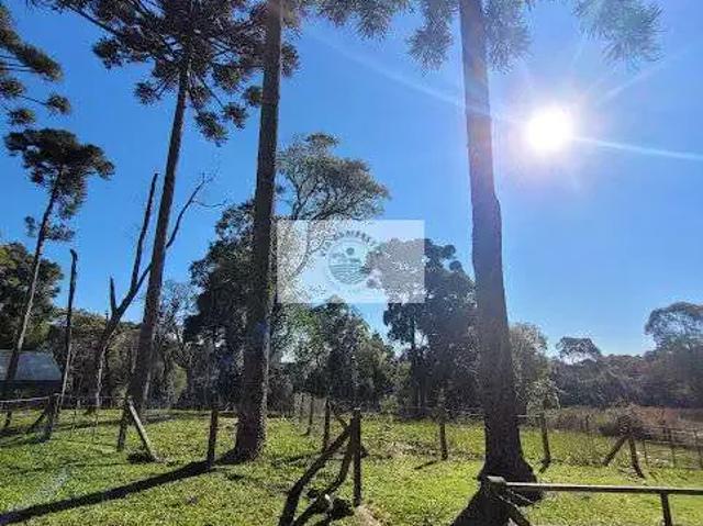 Terreno venda em Região Geográfica Imediata de São Bento do Sul-Rio Negrinho, Campo Alegre